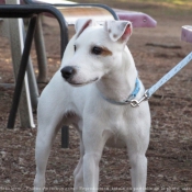 Photo de Parson russell terrier