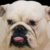 Photo de Bulldog