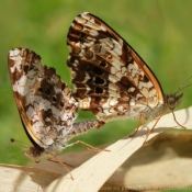 Photo de Papillon