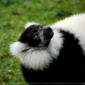 Photo de Lmurien - maki vari noir et blanc