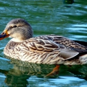 Photo de Canard colvert