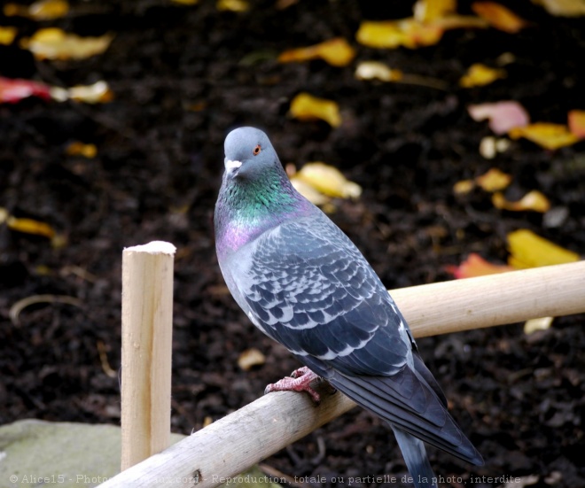 Photo de Pigeon