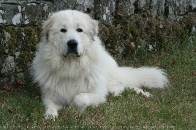 Photo de Chien de montagne des pyrnes