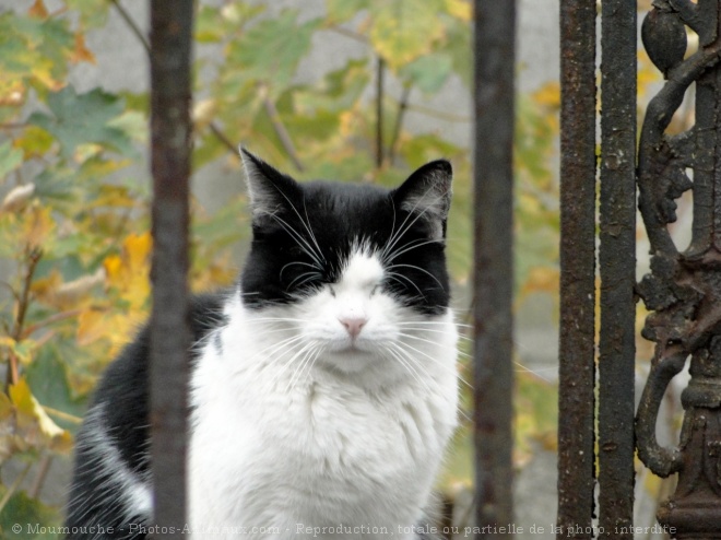 Photo de Chat domestique