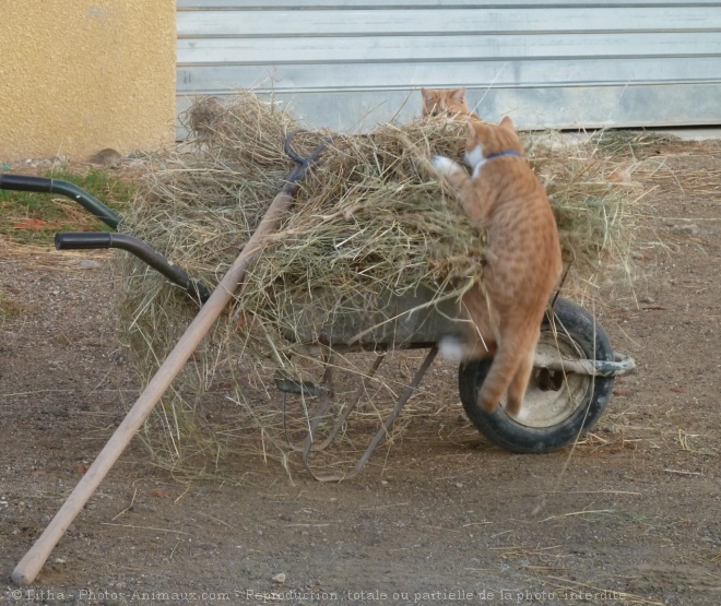 Photo de Chat domestique