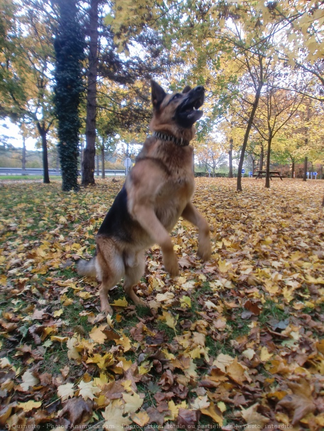 Photo de Berger allemand  poil court