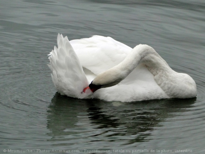 Photo de Cygne