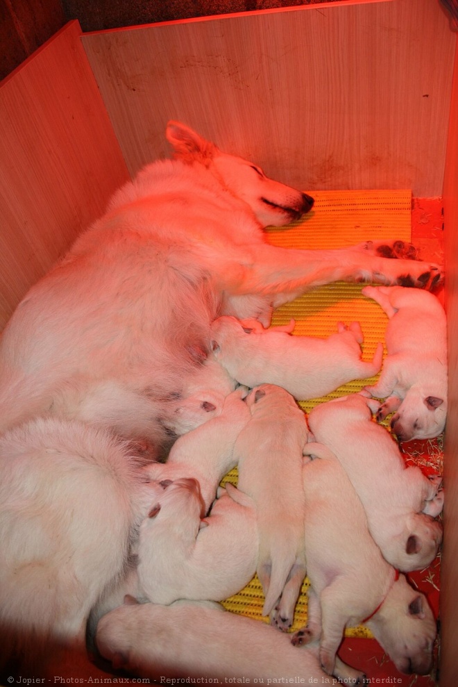 Photo de Berger blanc suisse