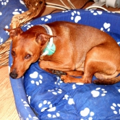 Photo de Pinscher nain