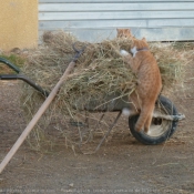 Photo de Chat domestique