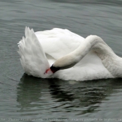 Photo de Cygne