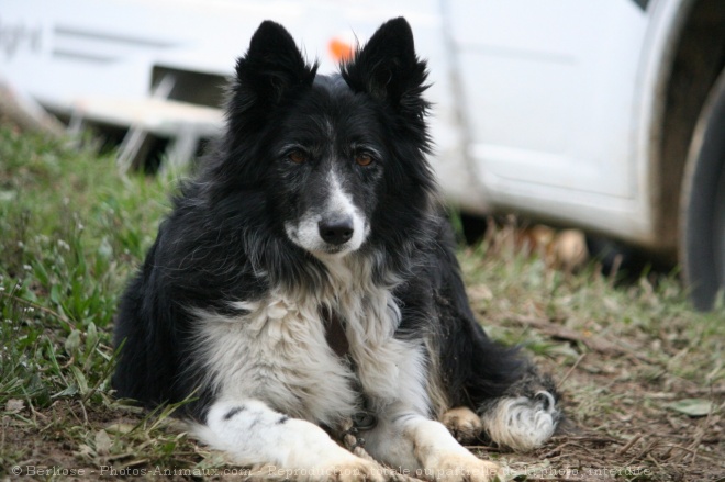 Photo de Border collie