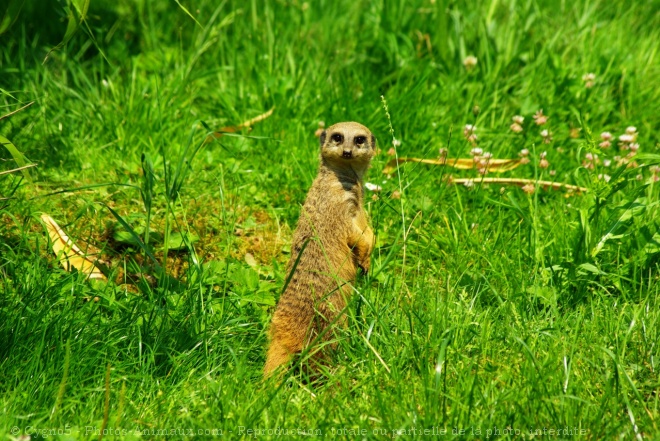 Photo de Suricate