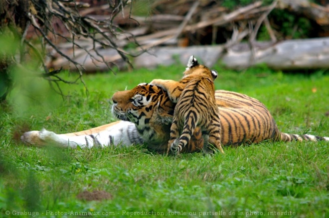 Photo de Tigre