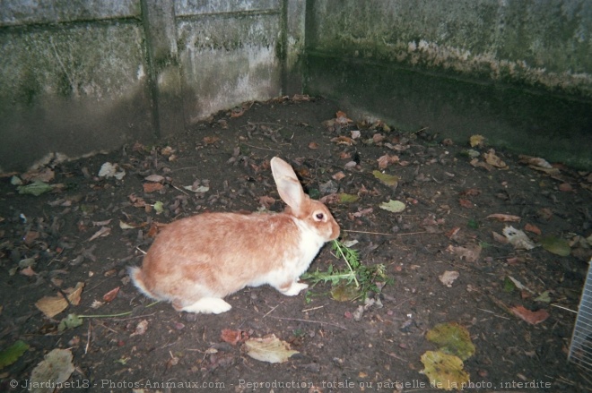 Photo de Lapin