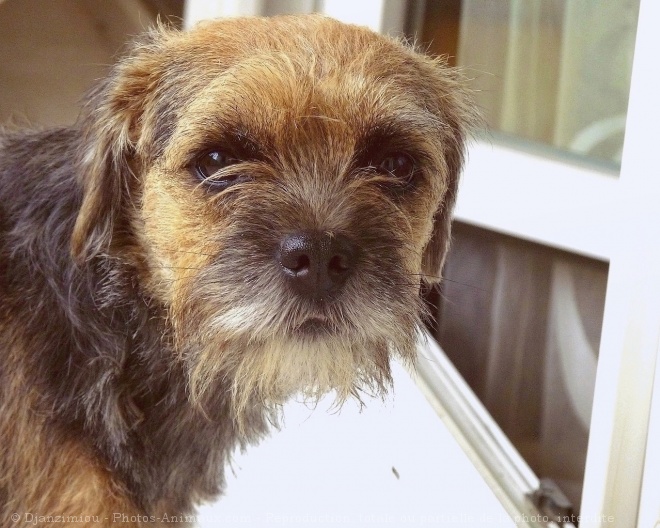 Photo de Border terrier