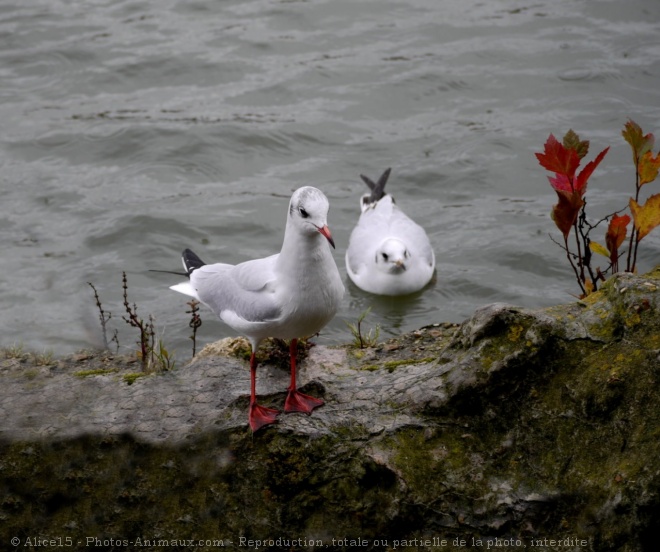 Photo de Mouette