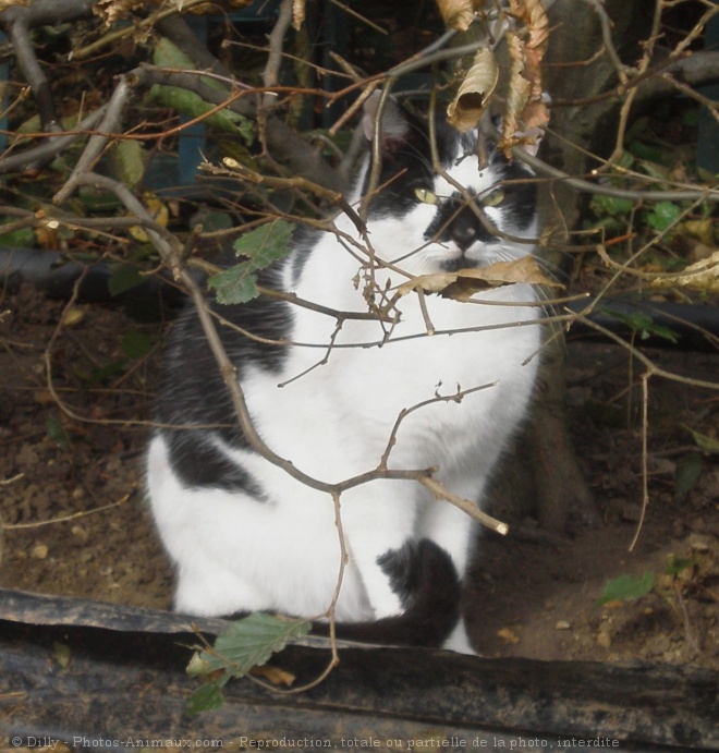 Photo de Chat domestique