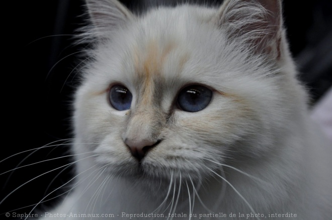 Photo de Sacr de birmanie