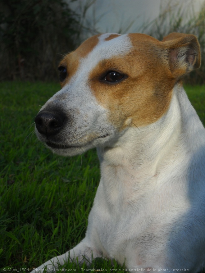 Photo de Jack russell terrier