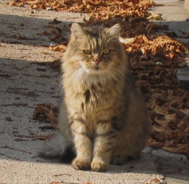 Photo de Chat domestique