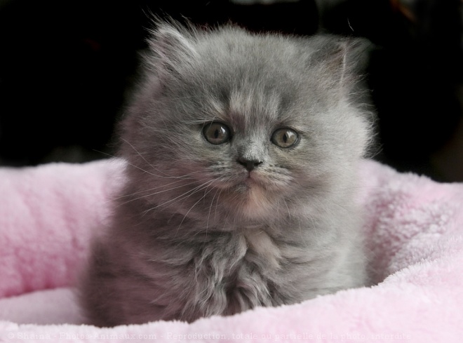 Photo de British longhair