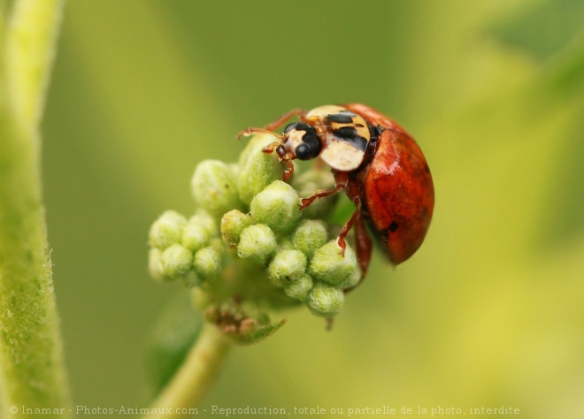 Photo de Coccinelle