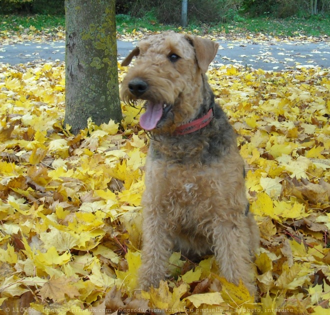 Photo d'Airedale terrier