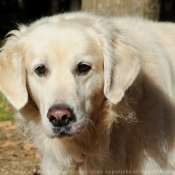 Photo de Golden retriever