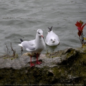 Photo de Mouette