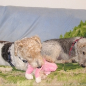 Photo de Fox terrier  poil dur