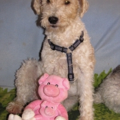 Photo de Fox terrier  poil dur