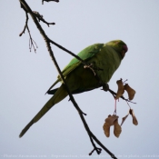 Photo de Perruche  collier