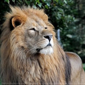 Photo de Lion