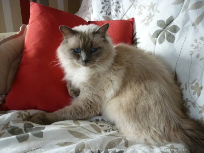 Photo de Ragdoll