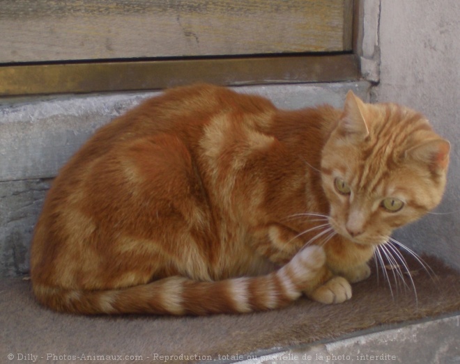 Photo de Chat domestique