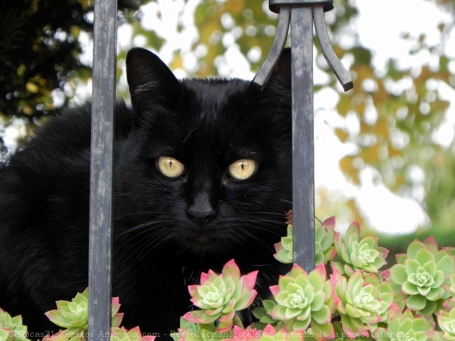 Photo de Chat domestique