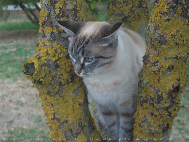 Photo de Chat domestique