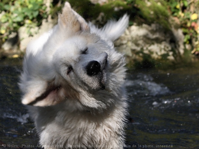 Photo de Chien de montagne des pyrnes