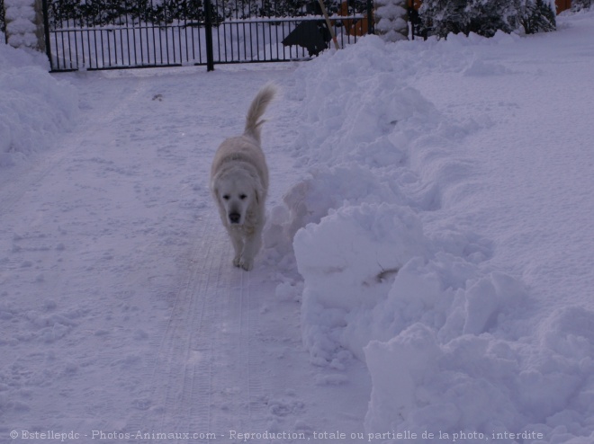 Photo de Golden retriever