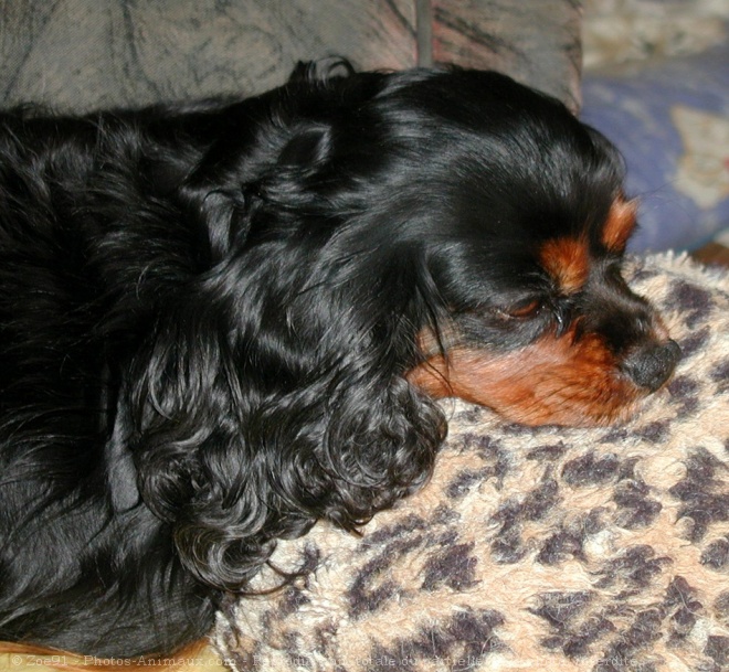 Photo de Cavalier king charles spaniel