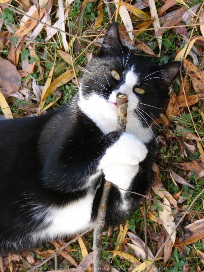 Photo de Chat domestique