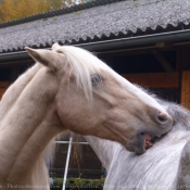 Photo de Races diffrentes