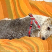 Photo de Fox terrier  poil dur