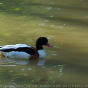 Photo de Canard tadorne de belon