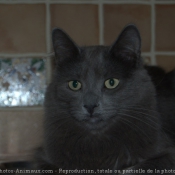 Photo de Nebelung