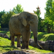 Photo d'Elphant d'afrique