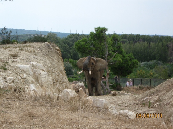 Photo d'Elphant d'afrique