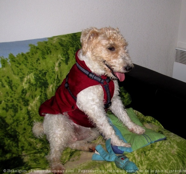 Photo de Fox terrier  poil dur