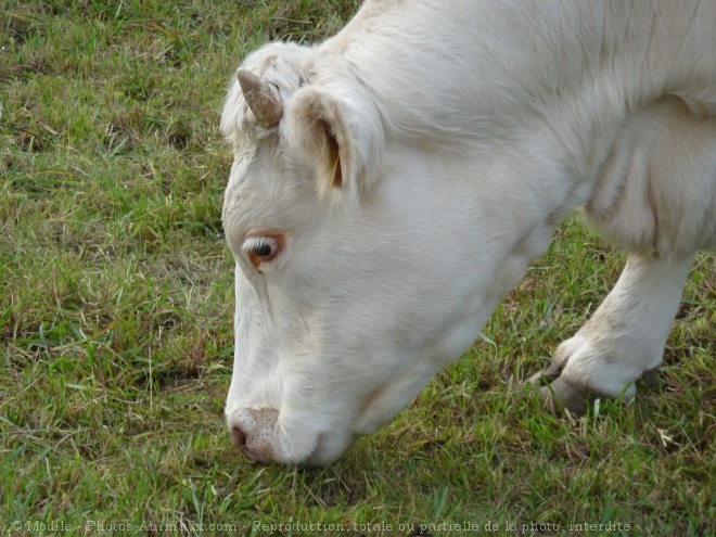 Photo de Vache